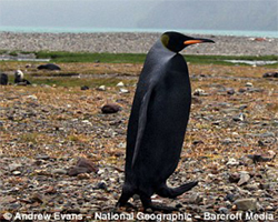 Уникальный черный пингвин сфотографирован в Антарктике 