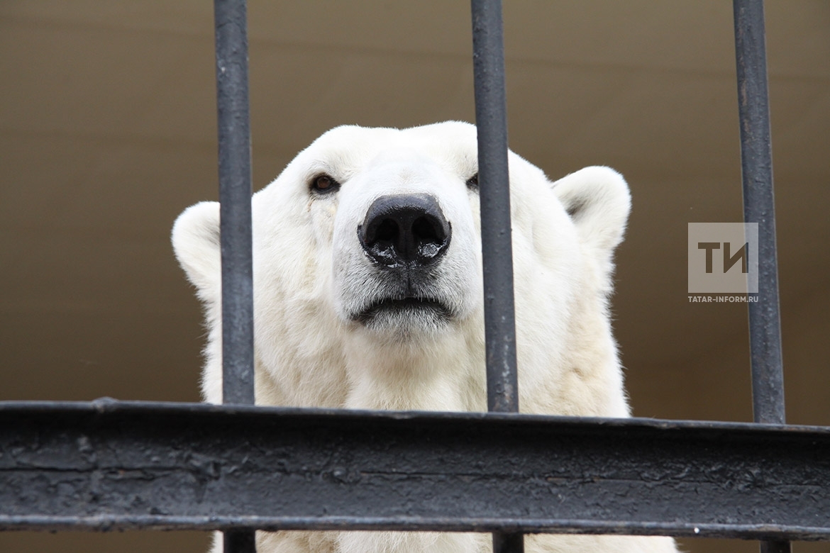 В Казанском зоопарке планируют искусственно оплодотворить белую медведицу Малышку
