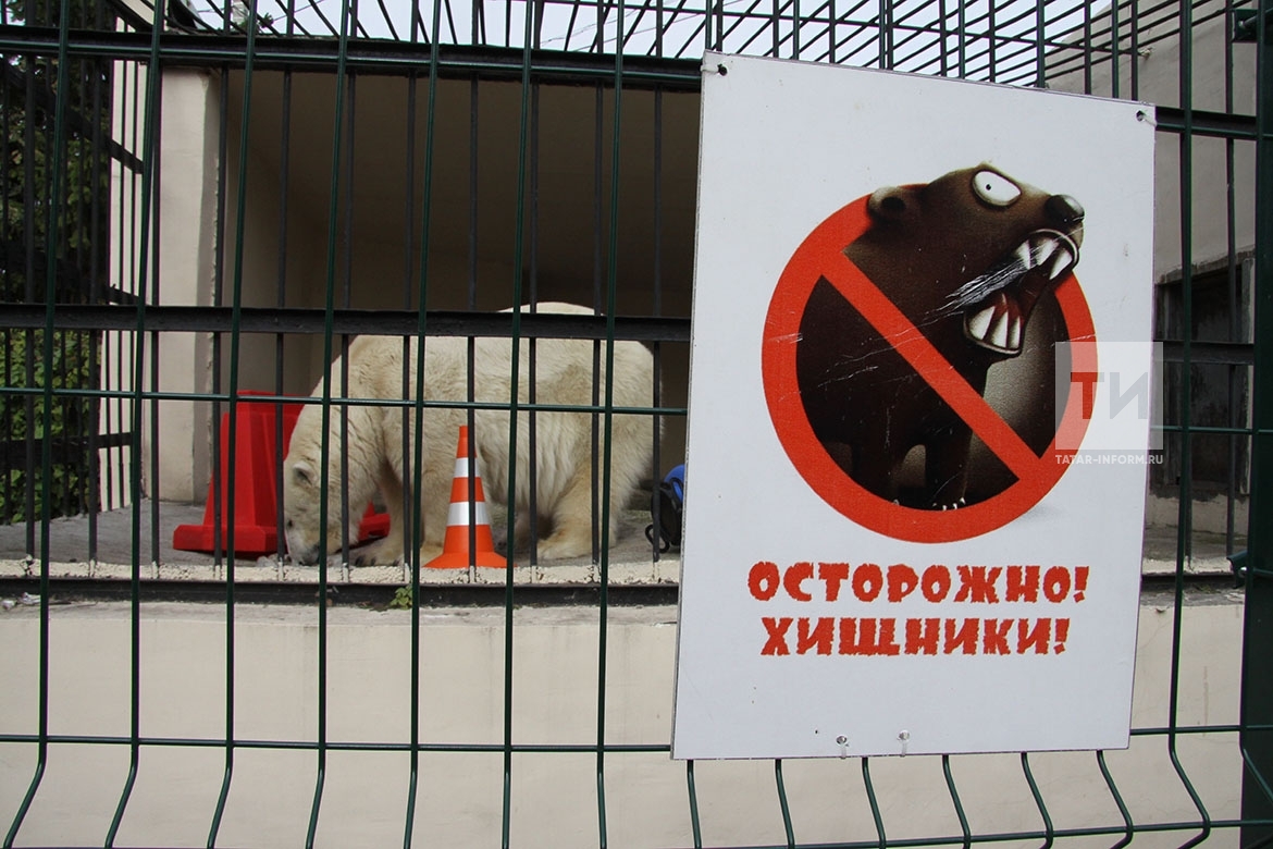 В Казанском зоопарке планируют искусственно оплодотворить белую медведицу Малышку
